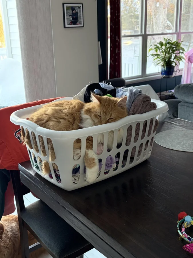 Коты без присмотра: 20 фотодоказательств их шалостей, когда думают, что вы не видите.