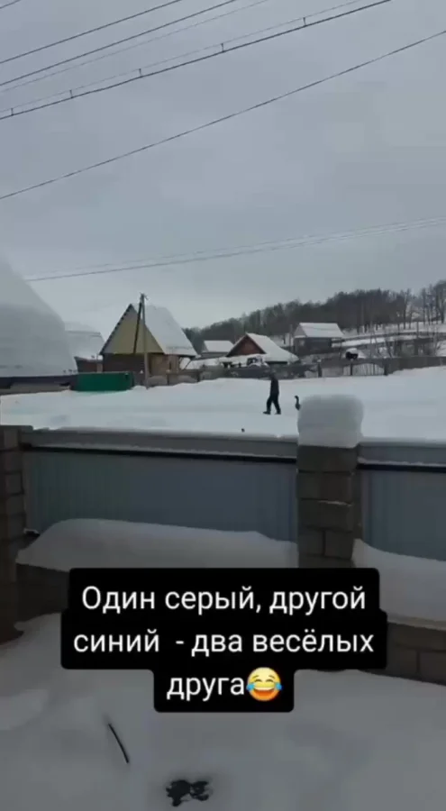 Лучшие друзья