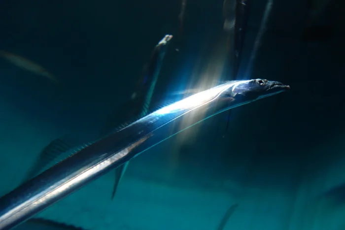 Металлическая грация океана — рыба-сабля
