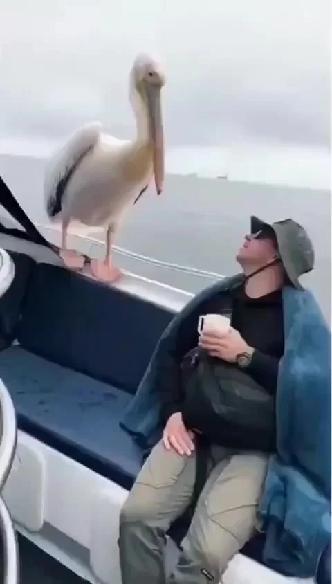 Морское такси