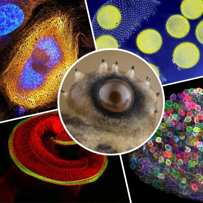 Невидимая сторона природы: 10 захватывающих микрофотографий