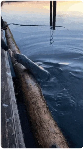 Подборка гифок, которые точно вас развлекут