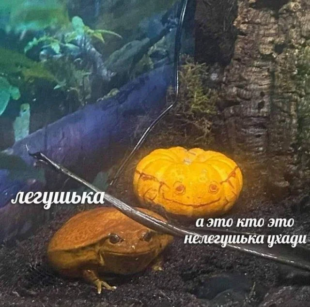 Прикольные картинки для хорошего настроения!