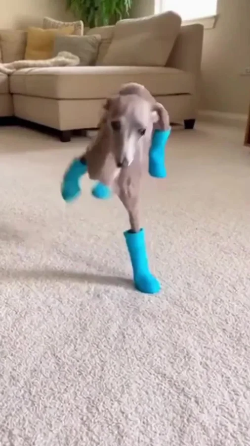 Собаки и обувь