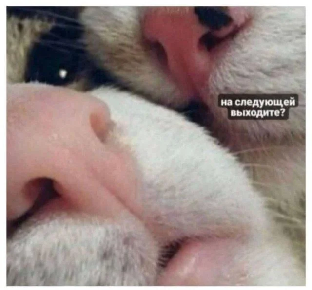 Улыбнитесь: Свежая порция юмора подоспела!