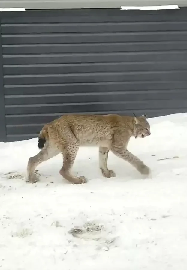 В Башкирии рысь напала на девочку, когда та хотела её погладить