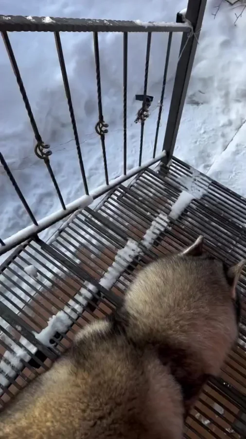 Весёлый балбес