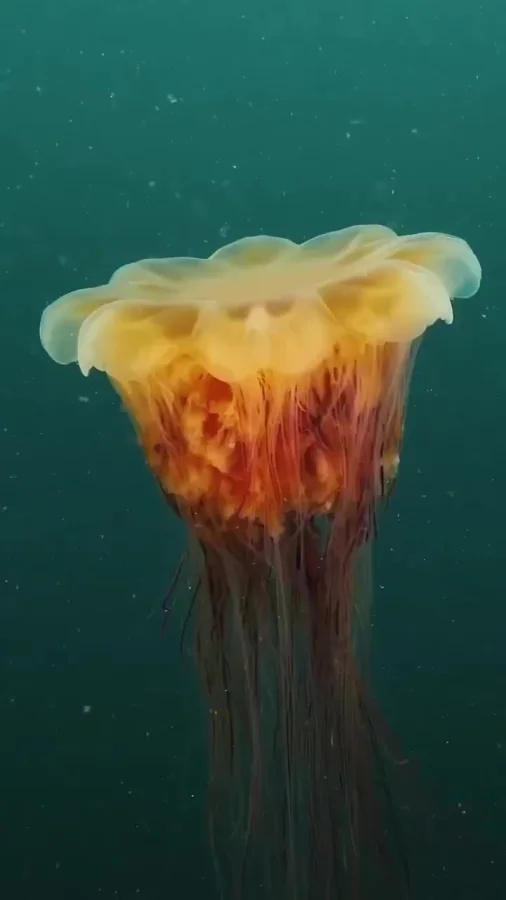 Самая большая медуза - Волосистая цианея