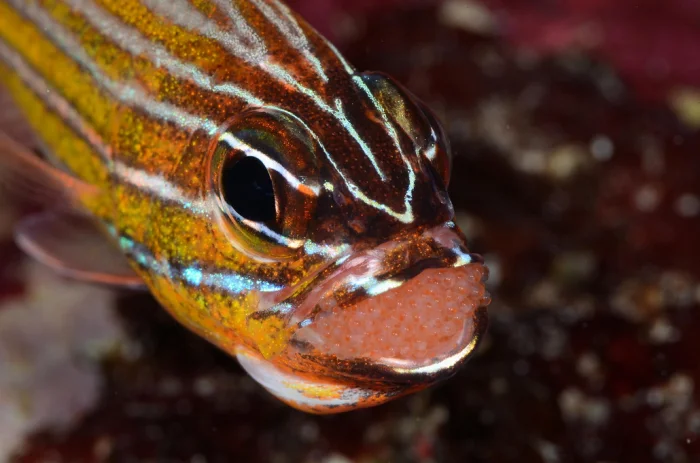 Волшебные макрофотографии подводного мира