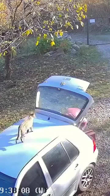 Вы все еще хотите завести кошку?