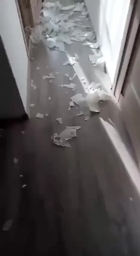 Заводите котов, говорили они...