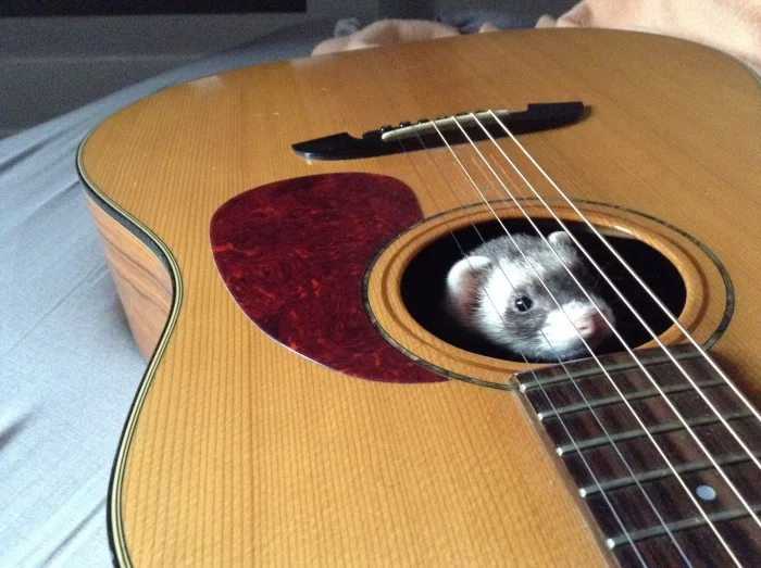 25 животных, которые показали, как работает закон подлости