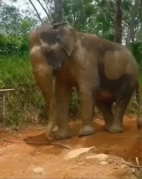 В Индии слоны, в отличие от электриков, обучены правилам электробезопасности