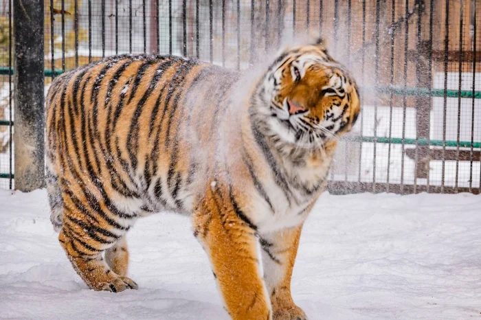 🐅 Амурская тигрица Рокси — грация и сила Дальнего Востока