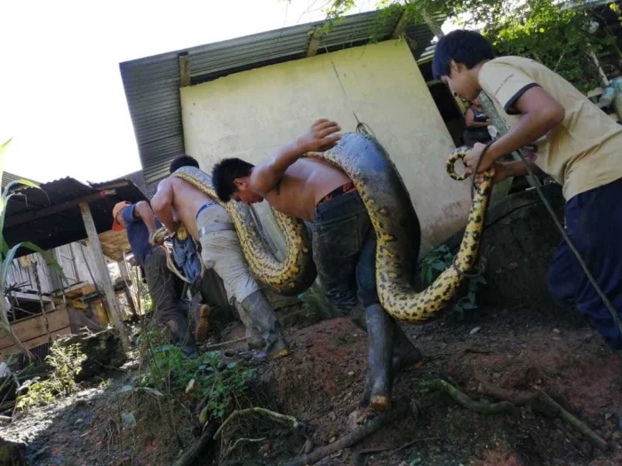 Анаконда: 5 неожиданных фактов о гигантской змее