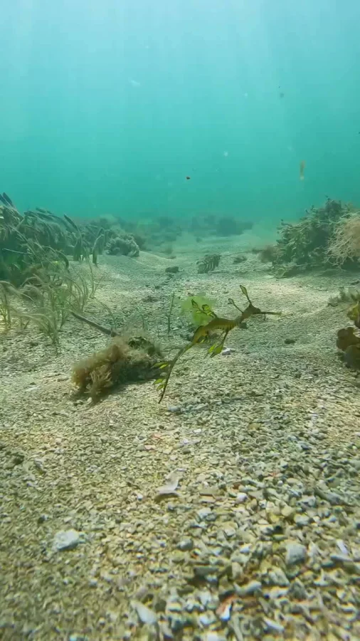 Дракон из морей