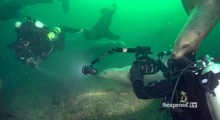 Гифки на любой вкус