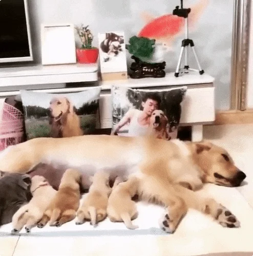 Гифки на все случаи жизни