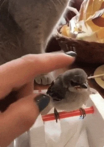 Гифочный микс