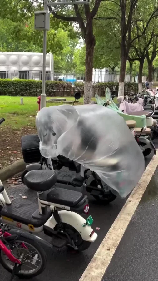 Хорошее убежище для уличного котика