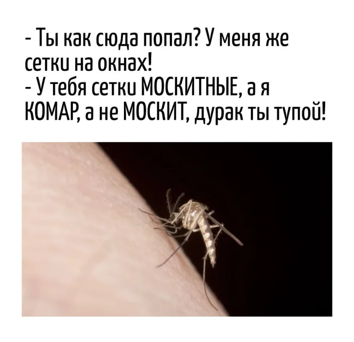 Игра слов – каламбуры, словесный юмор и прикольные картинки #162