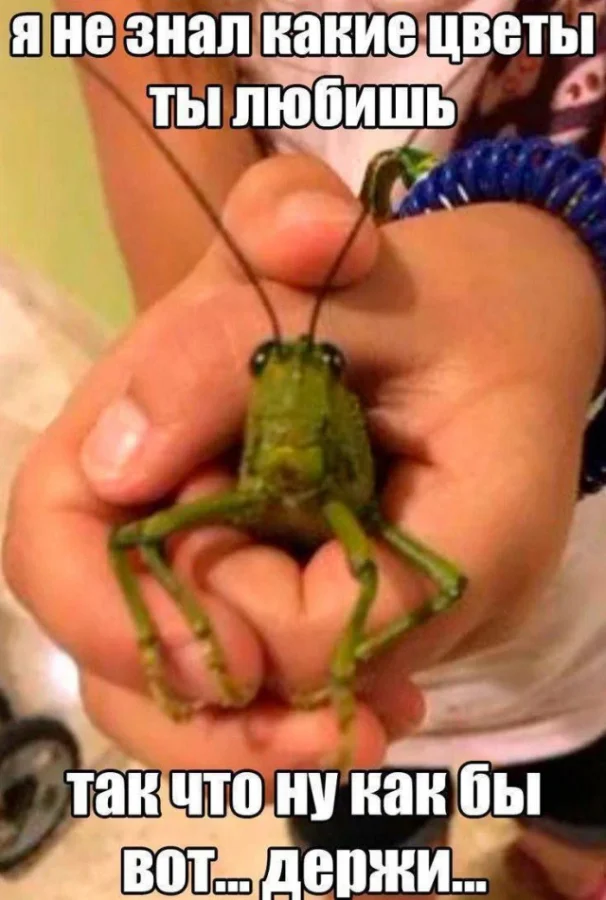 Картинки для смеха