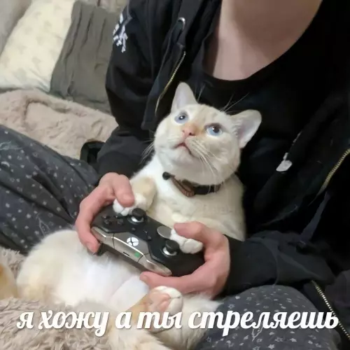 Картинки, которые ломают серьёзность