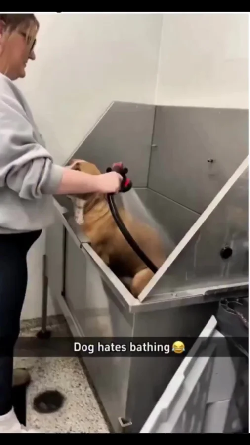 Когда твой пёс не любит мыться