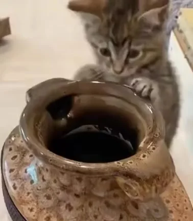 Кошачья магия