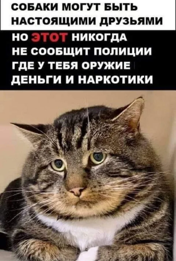 Котомемы