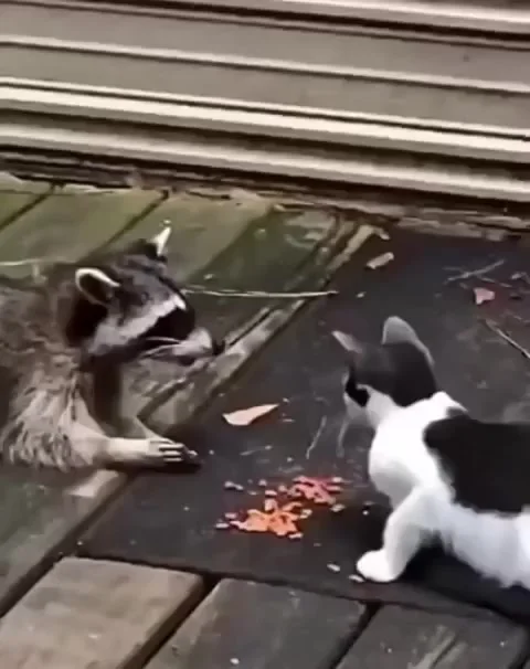 Лапы убрал!