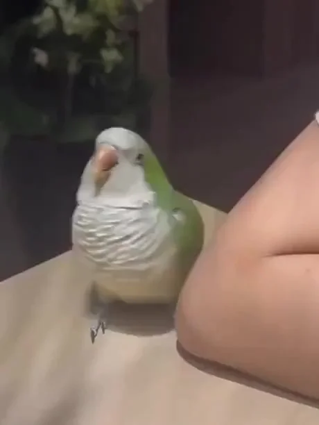 Немного милых попугайчиков