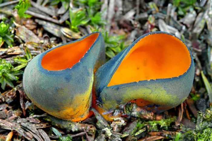 Оранжевый киллер хвойных лесов: тайная жизнь калосцифы блестящей