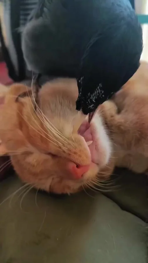 Пернатый стоматолог