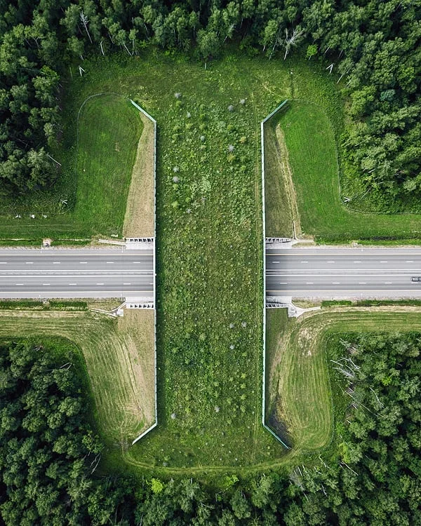 🌿 Пешеходные переходы для зверей — как Россия соединяет леса