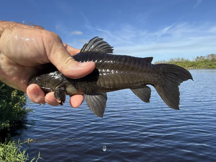 Рыцари аквариума: почему панцирных сомов сравнивают с римскими легионерами.