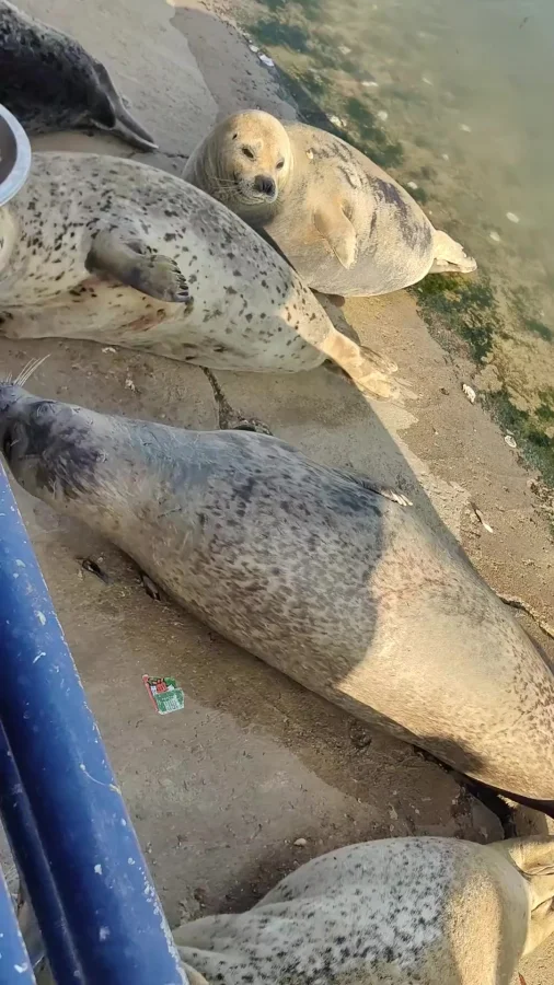 Самая смешная драка