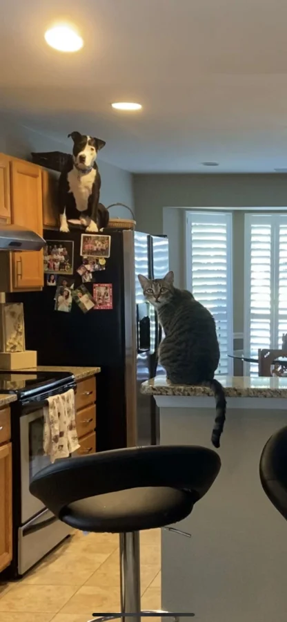 Шок-контент: животные демонстрируют командную работу лучше, чем люди