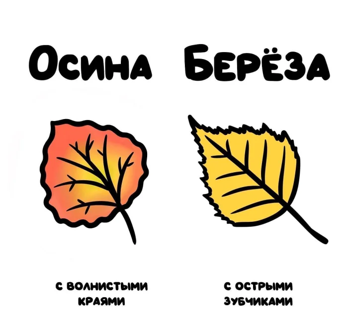 Слова, которые часто путают: в чём разница #9