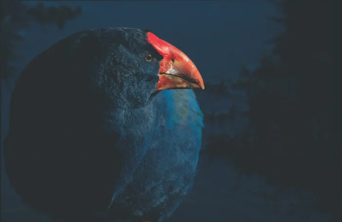 Такахе возвращается: история птицы, которую трижды признавали вымершей.