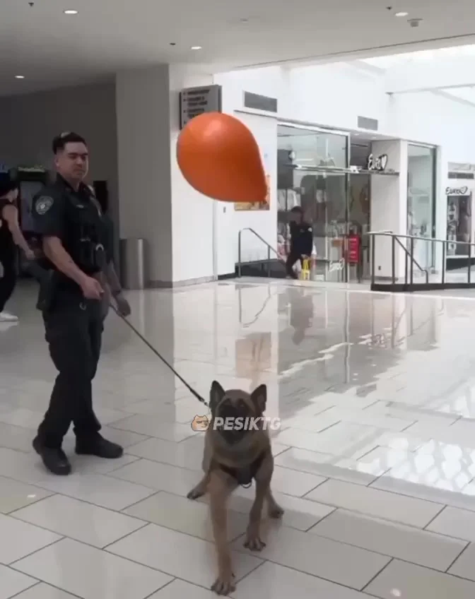 Веселье всем нужно