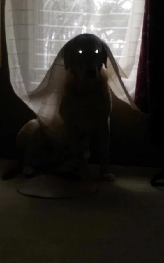 Выглядит жутко