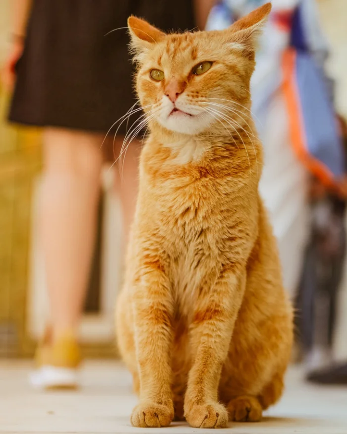 14 случаев, когда интуиция животных оказалась точнее любой сигнализации