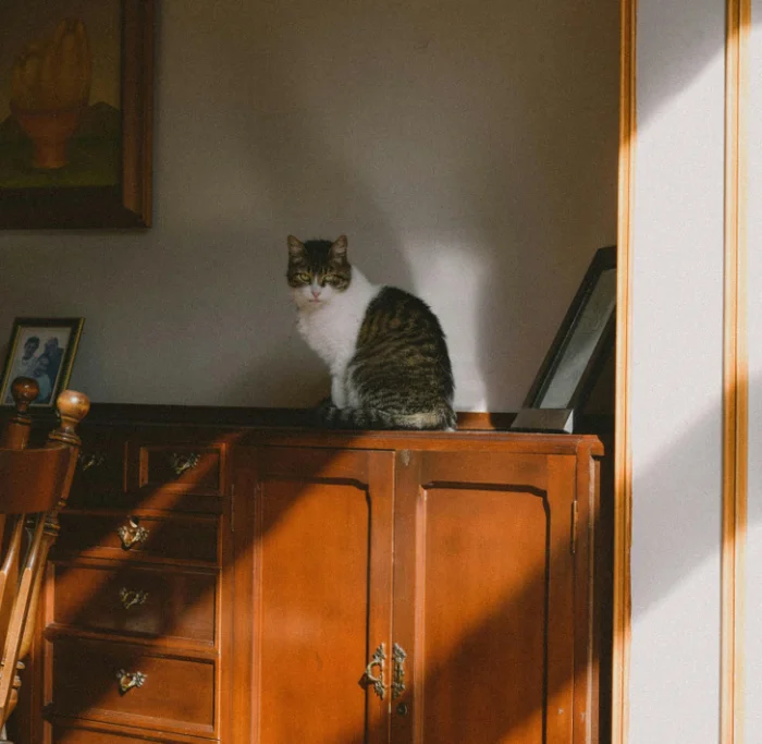 14 случаев, когда интуиция животных оказалась точнее любой сигнализации