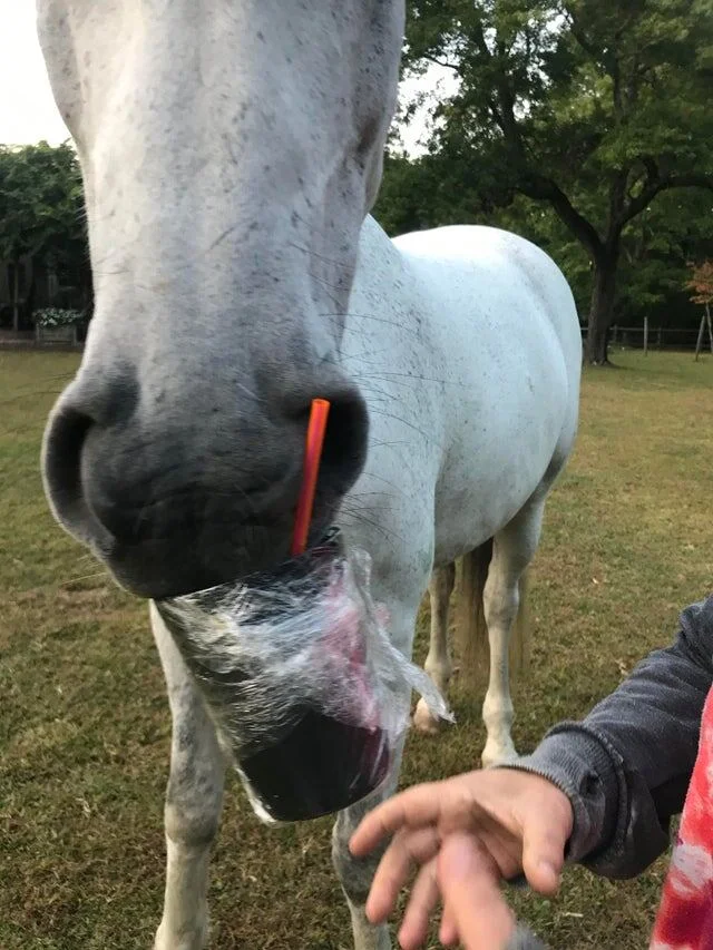16 снимков, где хвостатые похитители атакуют еду