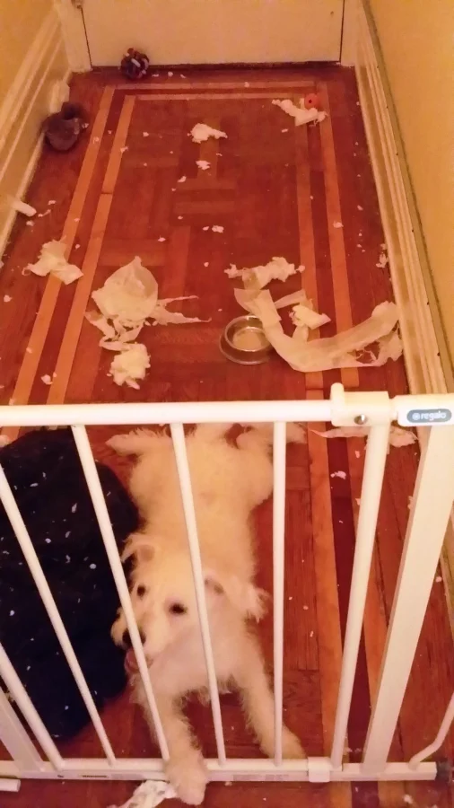 25 фотороботов милых нарушителей домашнего порядка