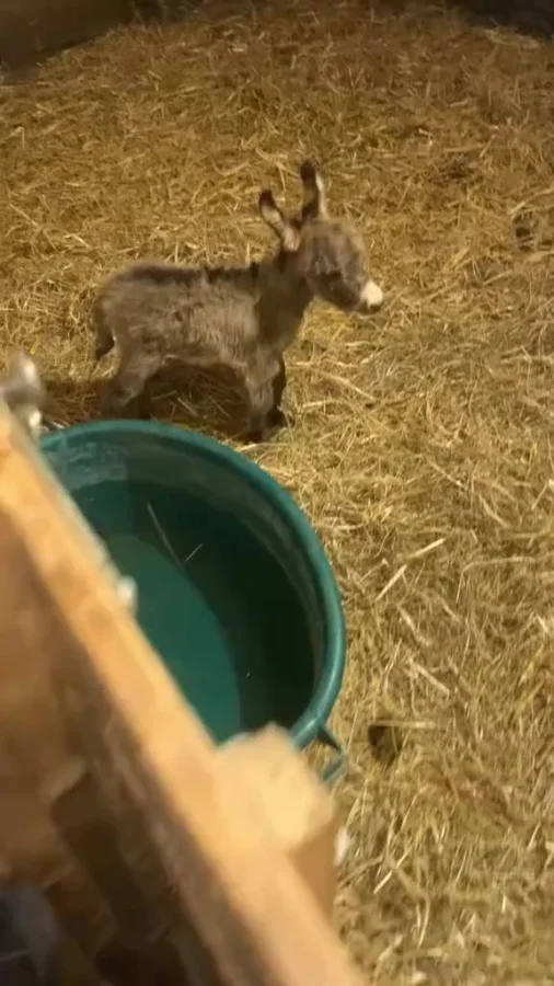 Чуть-чуть милоты