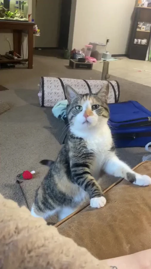 Давай сюда быстрее