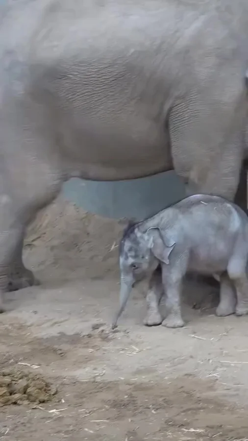 Детишки-шалунишки