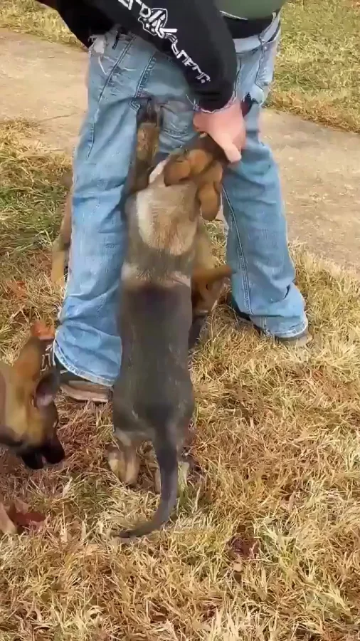 Если не готовы к такому, то не заводите малинуа